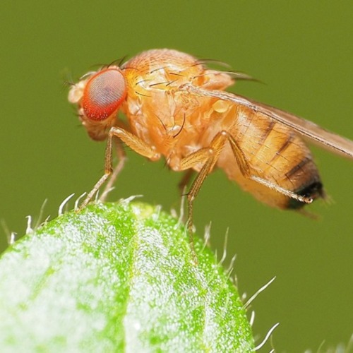 Invasive Arten in Berlin und Brandenburg    